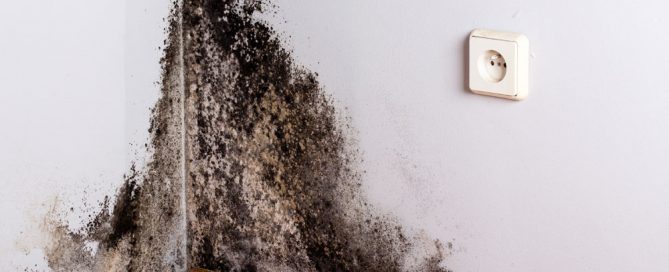 Dangers Of Mold