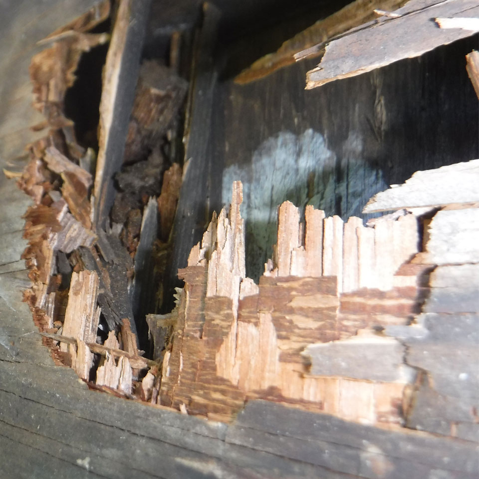 Happy Valley Dry Rot