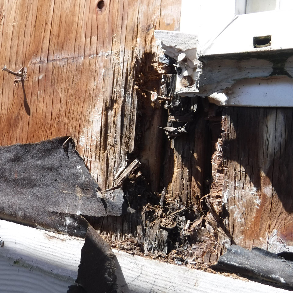 Hillsboro Dry Rot