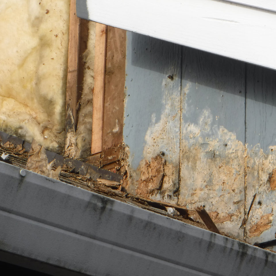 Lake Oswego Dry Rot Repair