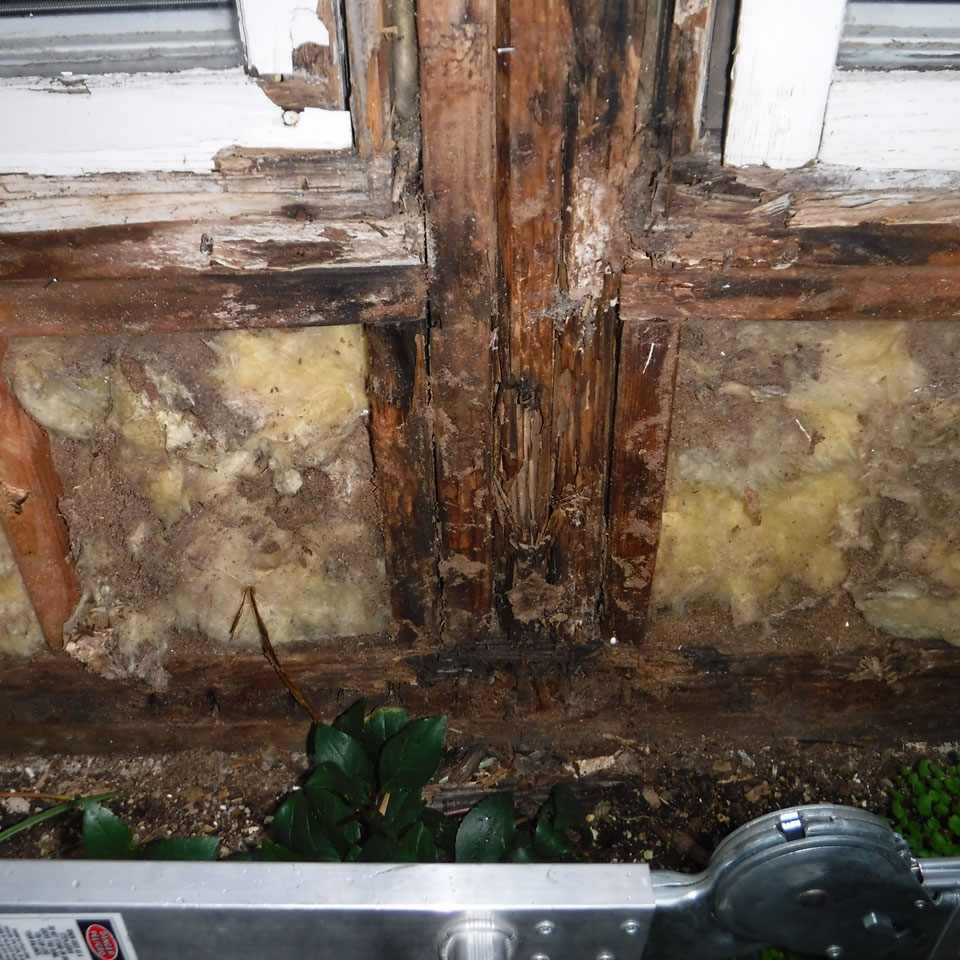 McMinnville Dry Rot