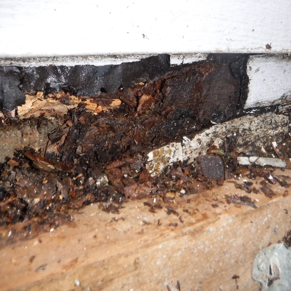 Sammamish Dry Rot