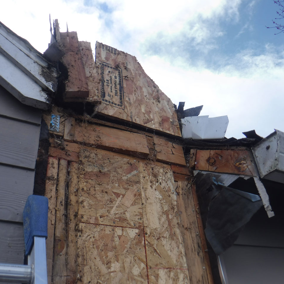 Tigard Dry Rot
