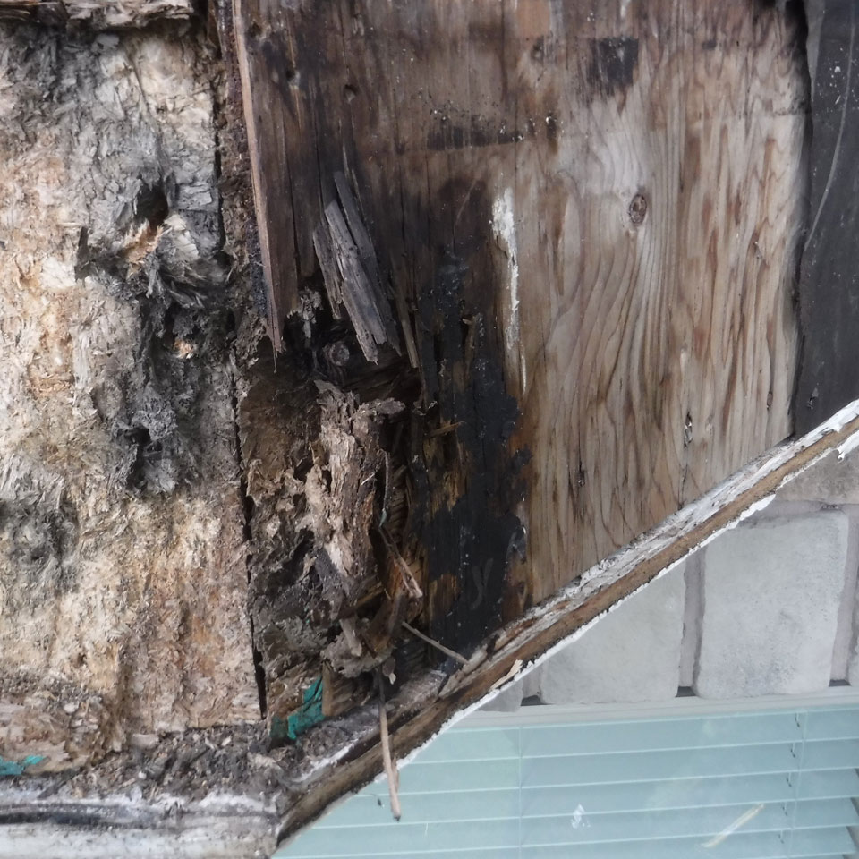 West Linn Dry Rot