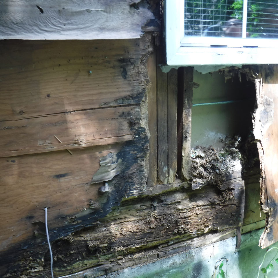 Wilsonville Dry Rot