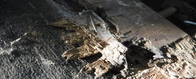 Structural Dry Rot Repair