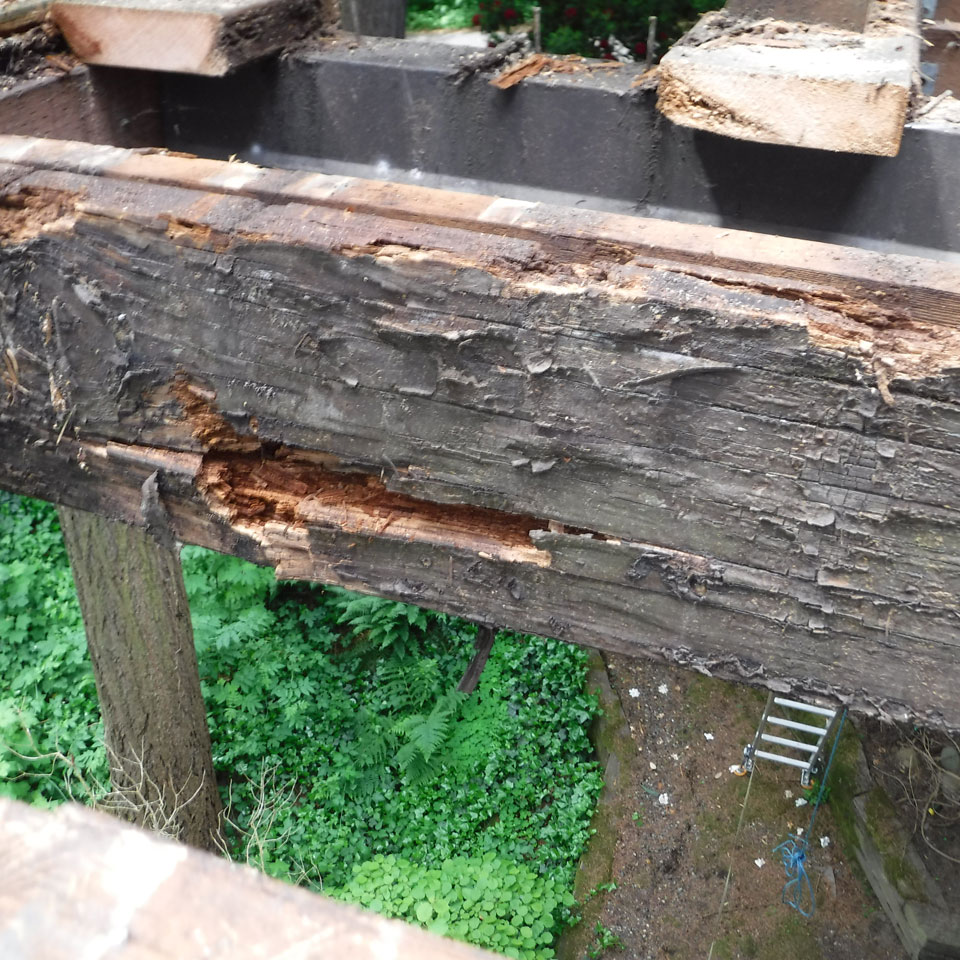 Bothell Dry Rot