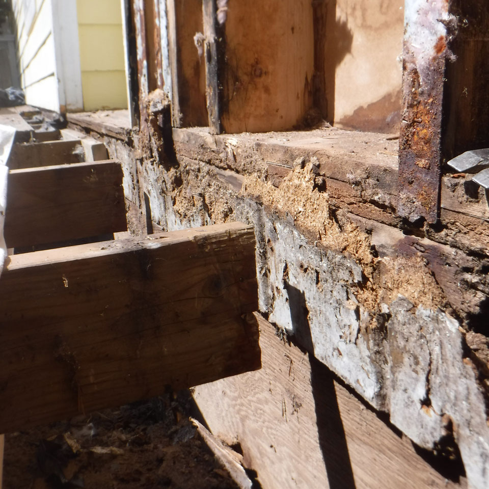 Canby Dry Rot