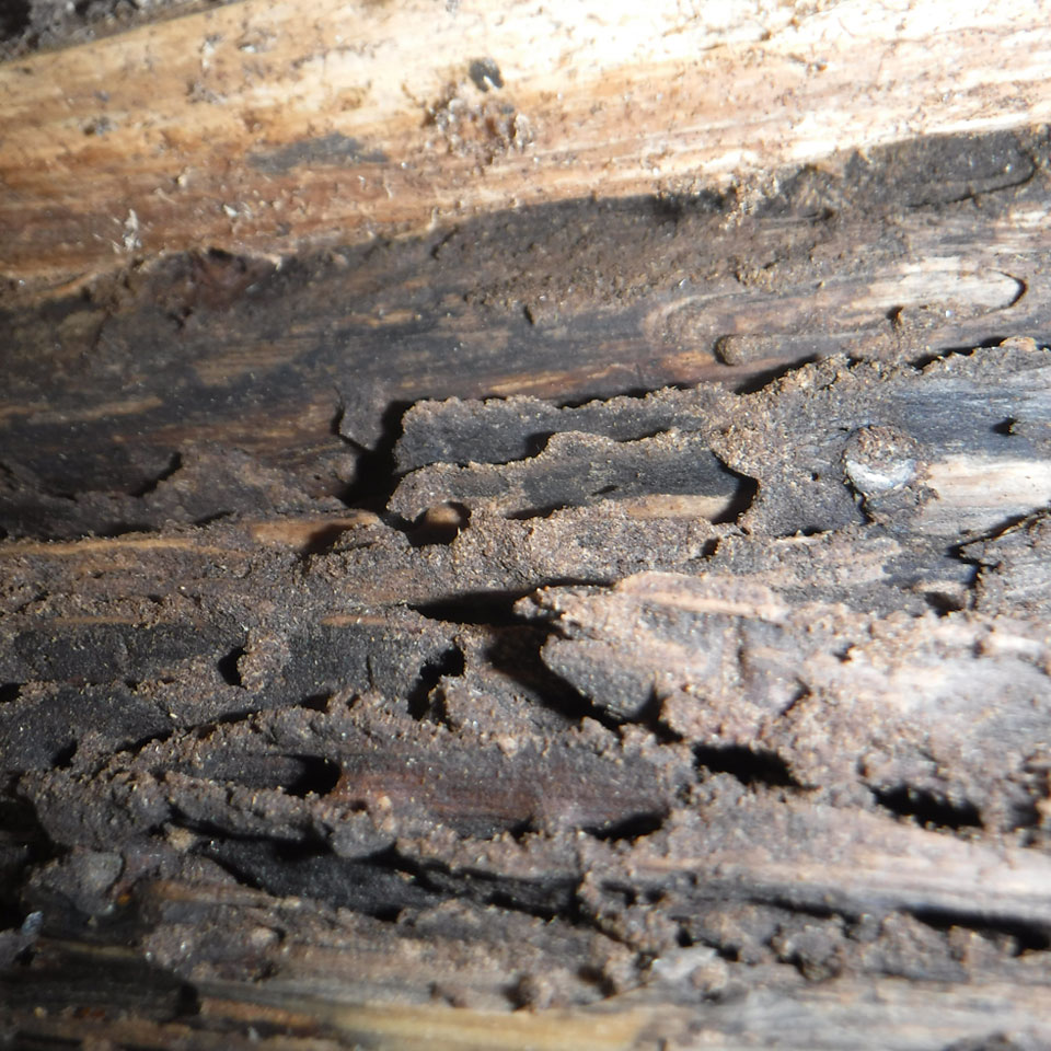 Canby Dry Rot
