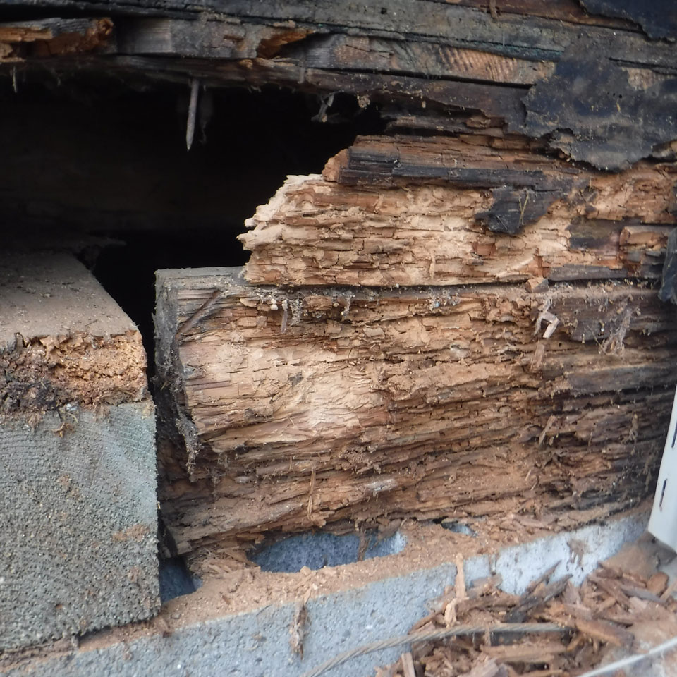 Federal Way Dry Rot