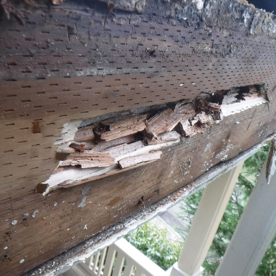 Gig Harbor Dry Rot