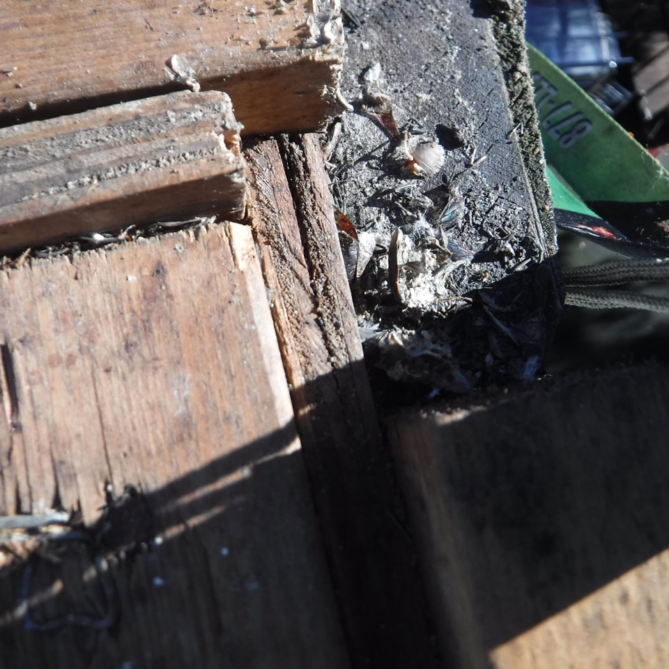 Milwaukie Dry Rot