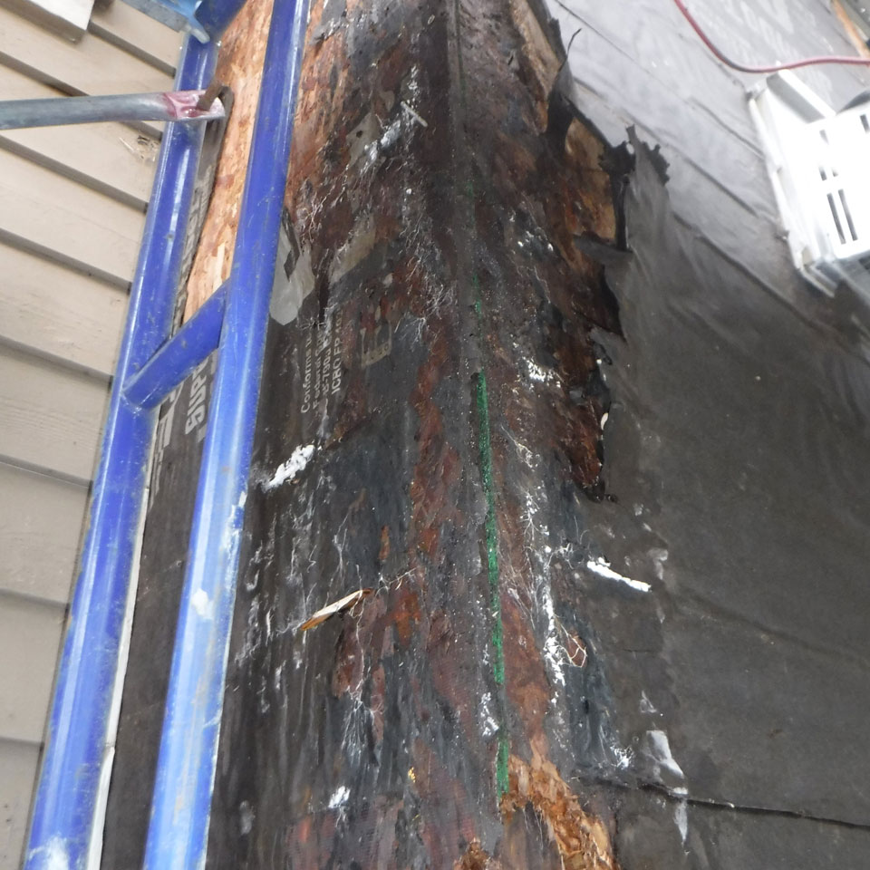 Mukilteo Dry Rot