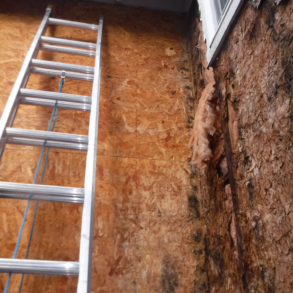 Newcastle Dry Rot