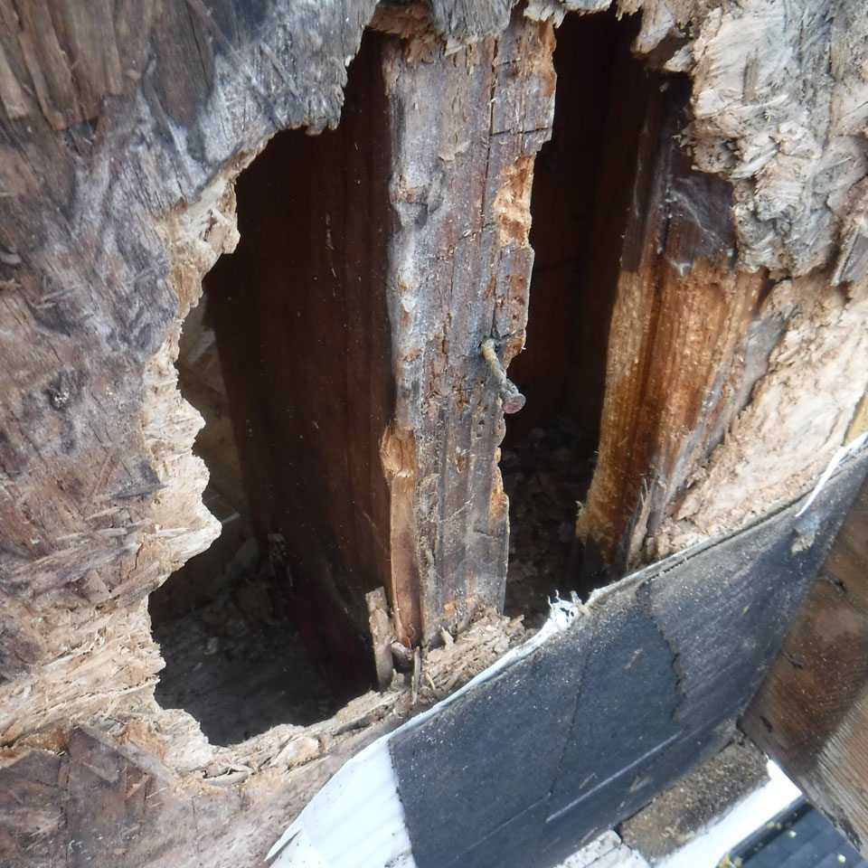 Oregon City Rot