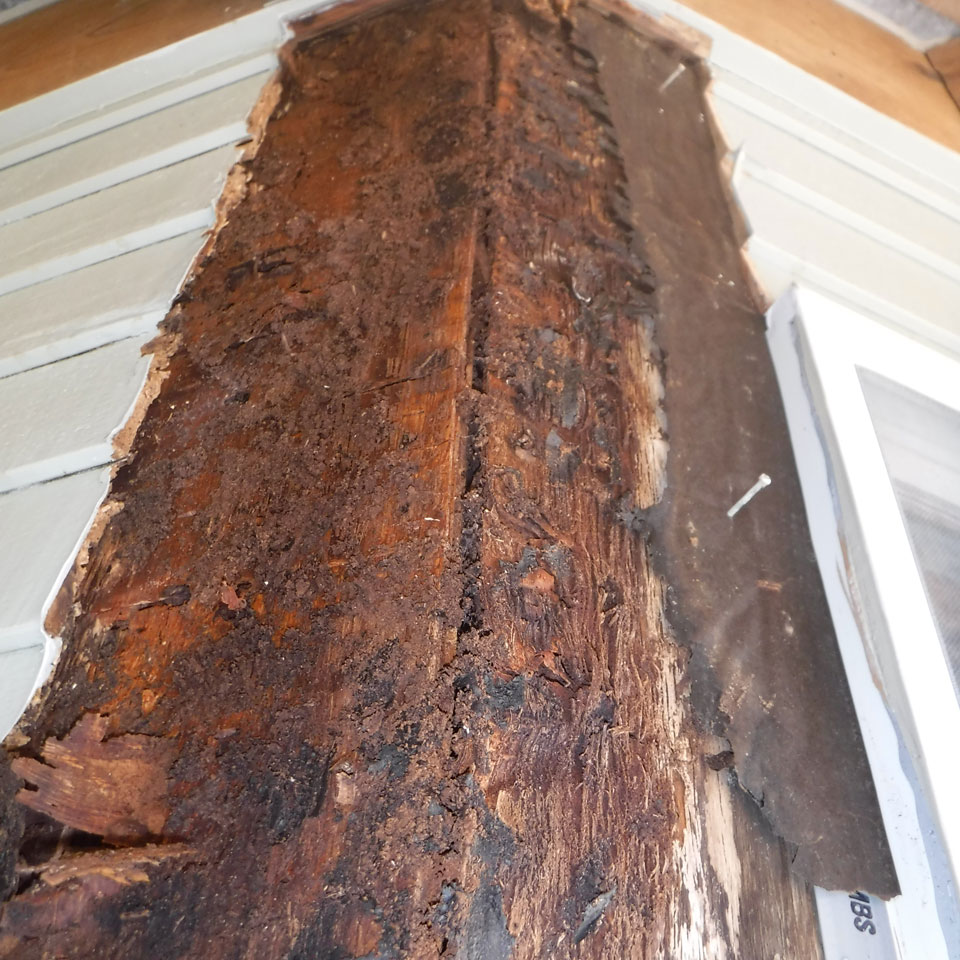 Redmond Dry Rot