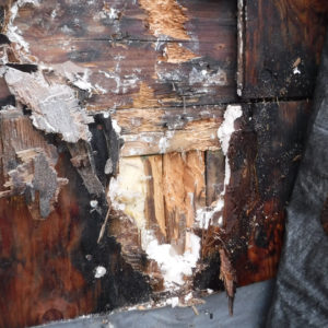 Renton Dry Rot