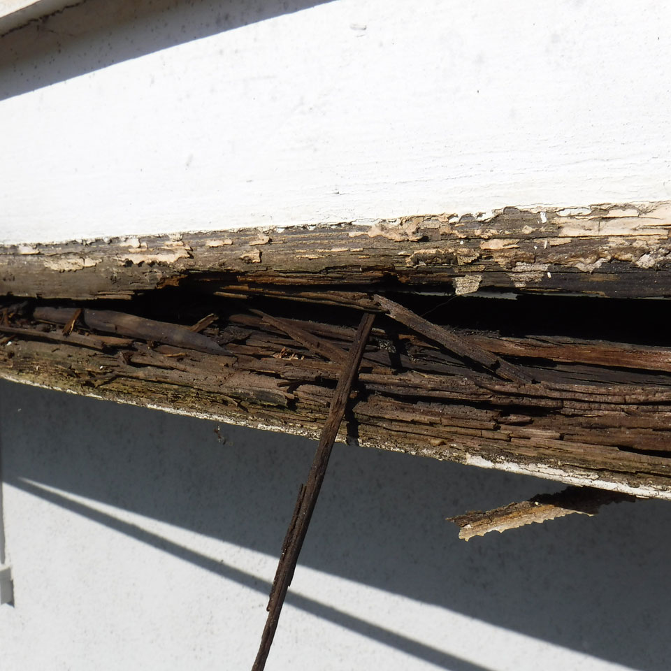Salem Dry Rot