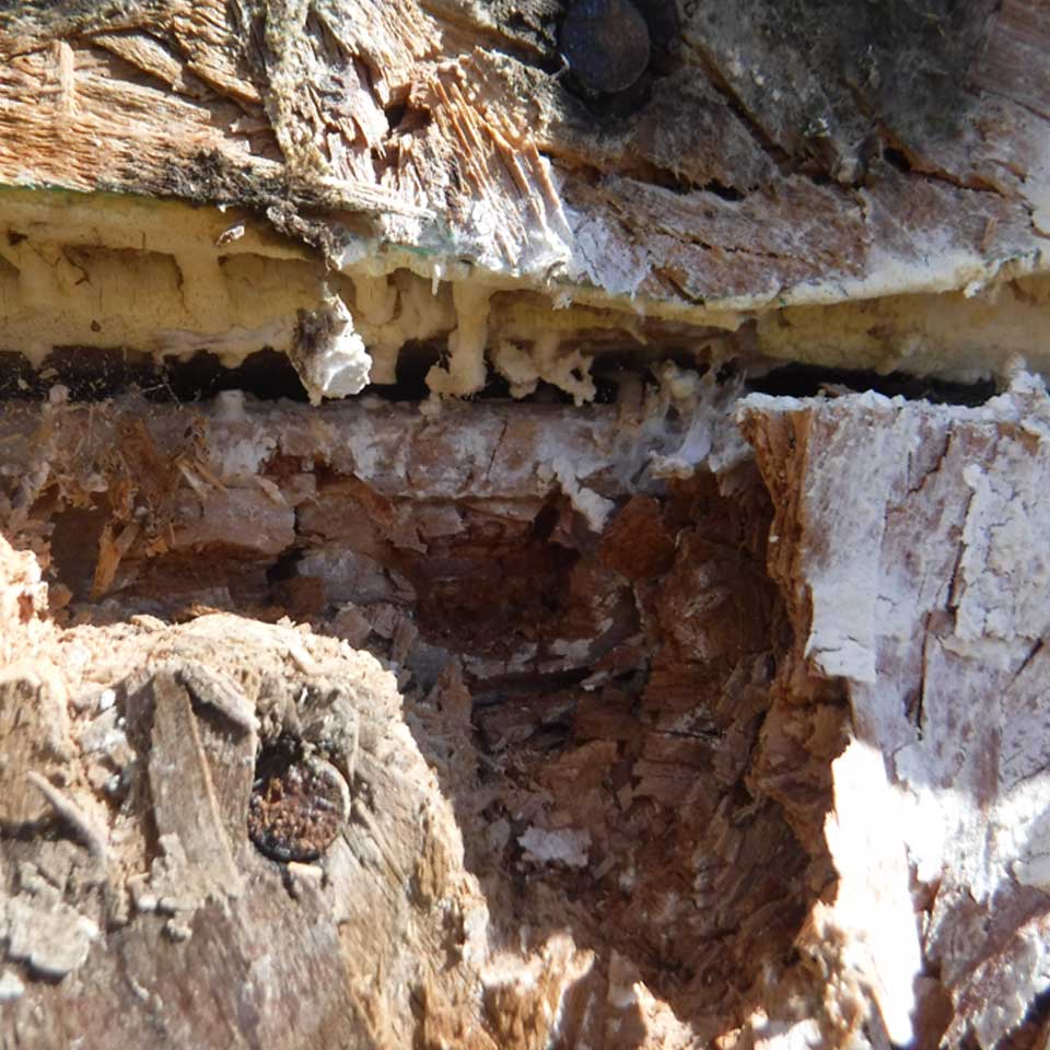 Common Signs Of Wood Rot Around A Window