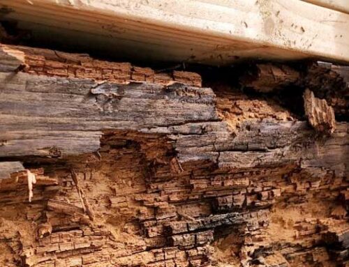 Why Is It Hard To Scope The Cost Of Dry Rot Repair?