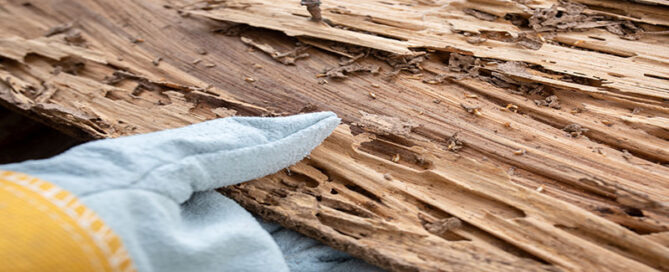 Termite Damage Repair Contractor