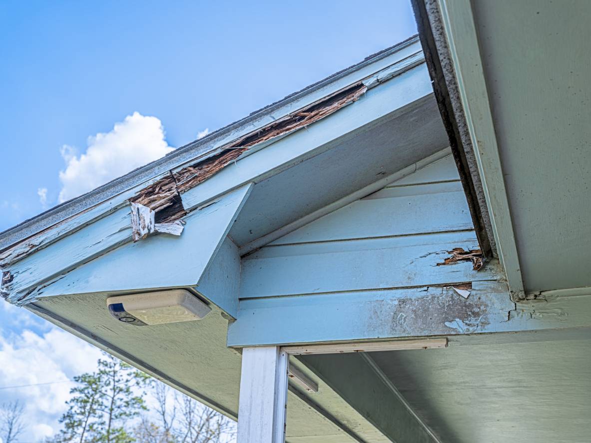 Dry Rot